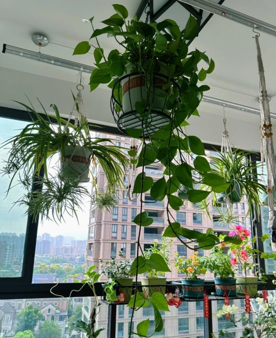 5種「最好養」的花，沒陽光也可以活，顏值、耐寒性都碾壓黃金葛