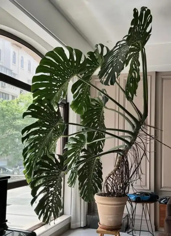 5種「最好養」的花，沒陽光也可以活，顏值、耐寒性都碾壓黃金葛