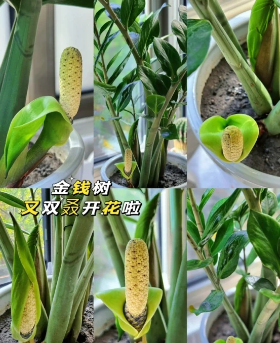 5種「最好養」的花，沒陽光也可以活，顏值、耐寒性都碾壓黃金葛