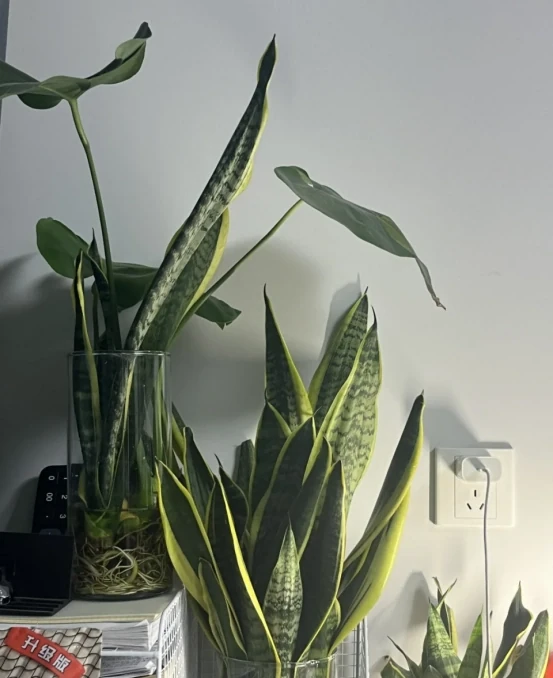 5種「最好養」的花，沒陽光也可以活，顏值、耐寒性都碾壓黃金葛