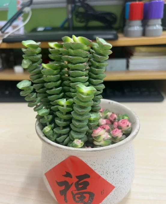 5種「最好養」的花，沒陽光也可以活，顏值、耐寒性都碾壓黃金葛