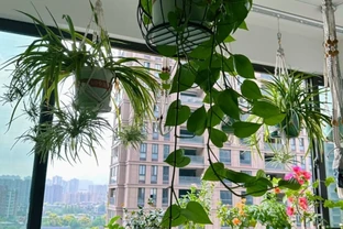 5種「最好養」的花，沒陽光也可以活，顏值、耐寒性都碾壓黃金葛