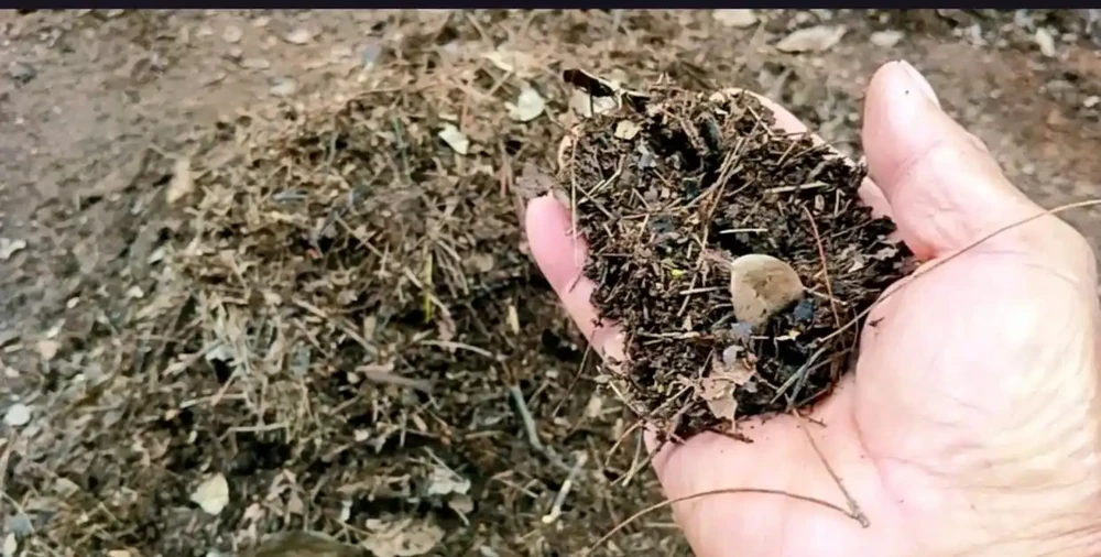 想要茶花長得旺，開花更多，這個「配土」方法很管用，趕緊試試吧