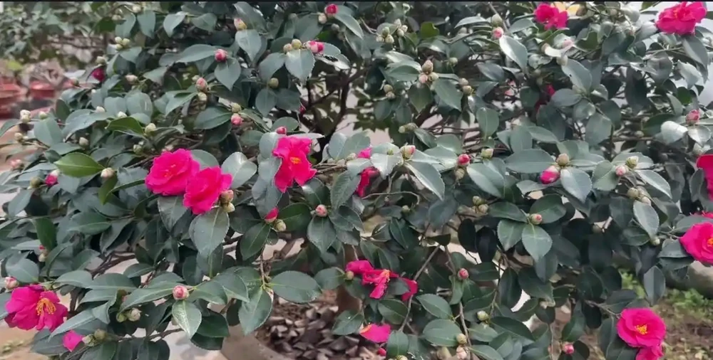 想要茶花長得旺，開花更多，這個「配土」方法很管用，趕緊試試吧