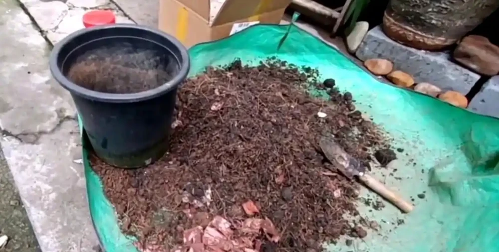 想要茶花長得旺，開花更多，這個「配土」方法很管用，趕緊試試吧