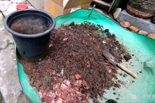 想要茶花長得旺，開花更多，這個「配土」方法很管用，趕緊試試吧