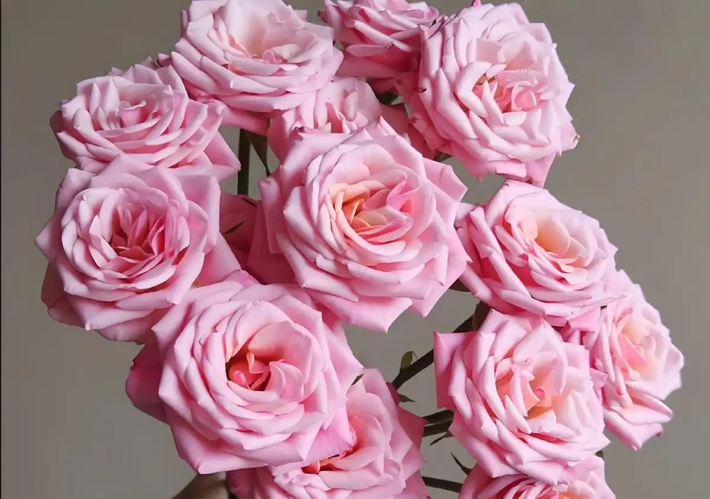 十大 較貴的玫瑰花品種