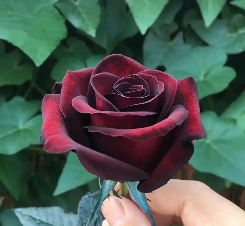 十大 較貴的玫瑰花品種
