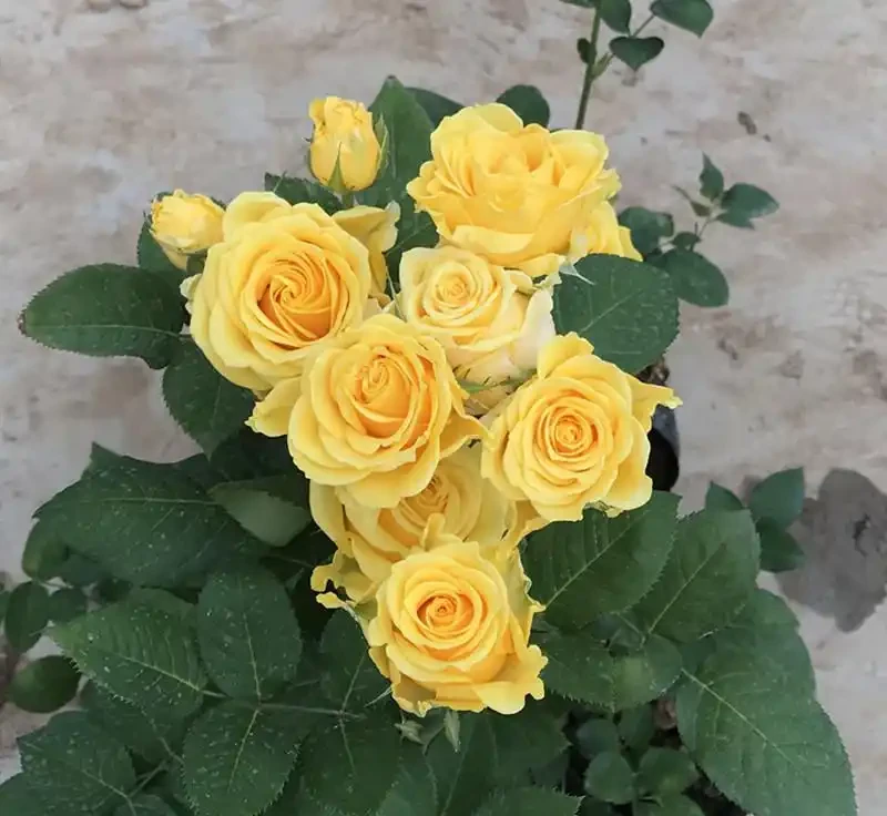 十大 較貴的玫瑰花品種
