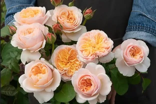 十大 較貴的玫瑰花品種