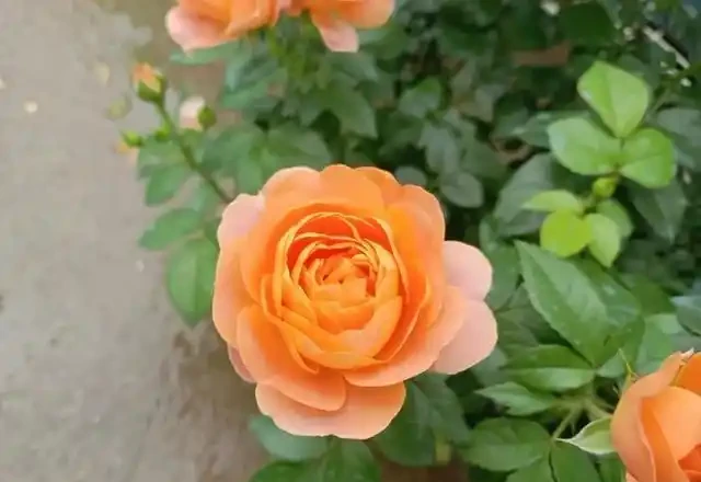 有「2種花」,月月開花,顏色美花量大,開成花樹,很適合養陽臺