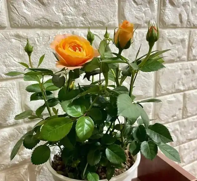 有「2種花」，月月開花，顏色美花量大，開成花樹，很適合養陽臺
