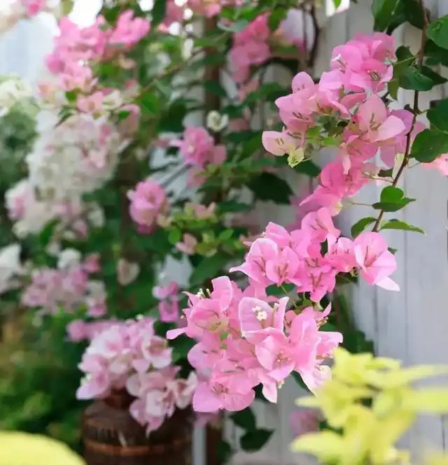 有「2種花」,月月開花,顏色美花量大,開成花樹,很適合養陽臺