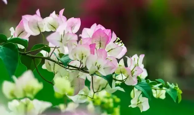 有「2種花」,月月開花,顏色美花量大,開成花樹,很適合養陽臺