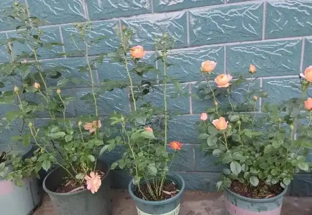 有「2種花」,月月開花,顏色美花量大,開成花樹,很適合養陽臺