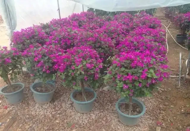 有「2種花」,月月開花,顏色美花量大,開成花樹,很適合養陽臺