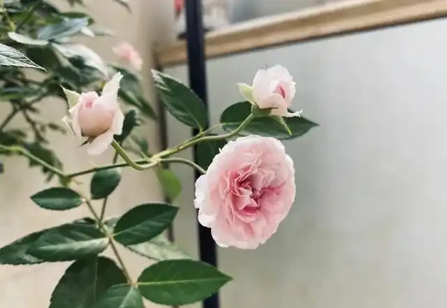 有「2種花」,月月開花,顏色美花量大,開成花樹,很適合養陽臺