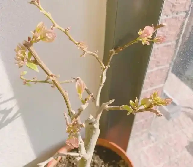 有「2種花」,月月開花,顏色美花量大,開成花樹,很適合養陽臺