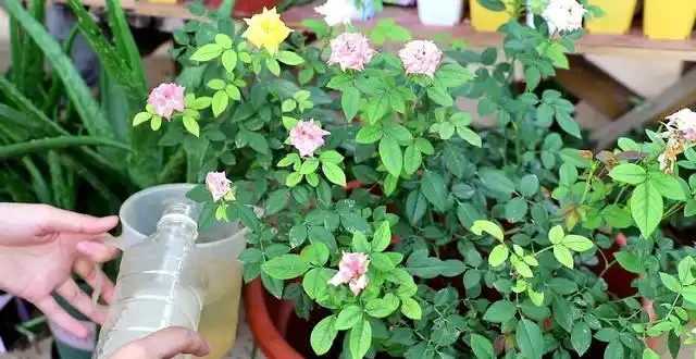 有「2種花」,月月開花,顏色美花量大,開成花樹,很適合養陽臺
