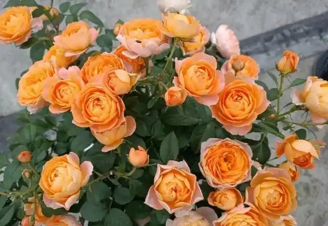 有「2種花」,月月開花,顏色美花量大,開成花樹,很適合養陽臺