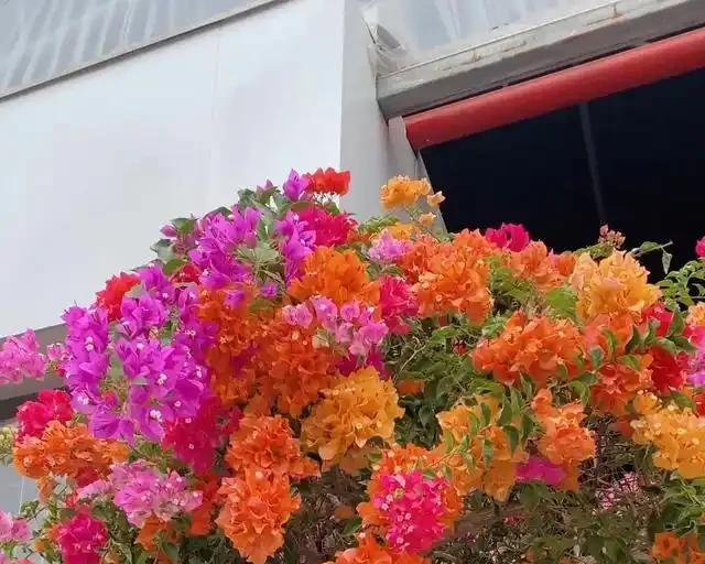 有「2種花」,月月開花,顏色美花量大,開成花樹,很適合養陽臺