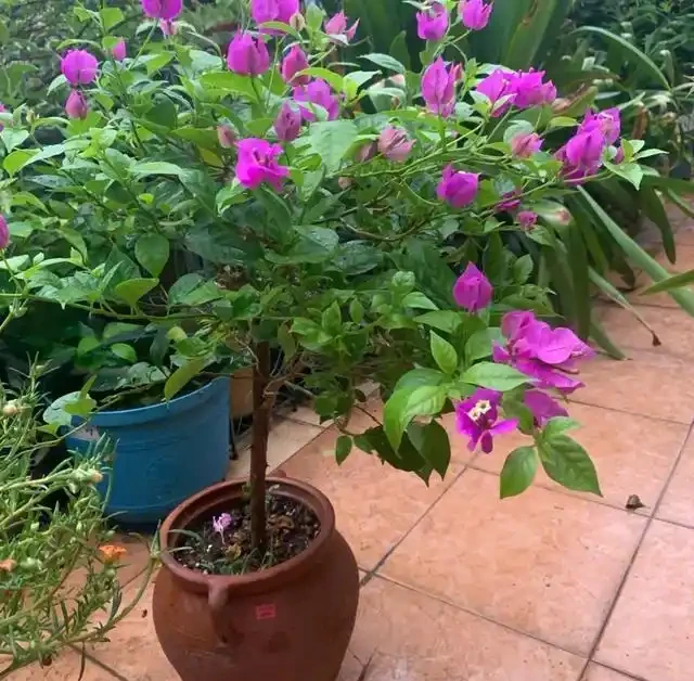 有「2種花」,月月開花,顏色美花量大,開成花樹,很適合養陽臺