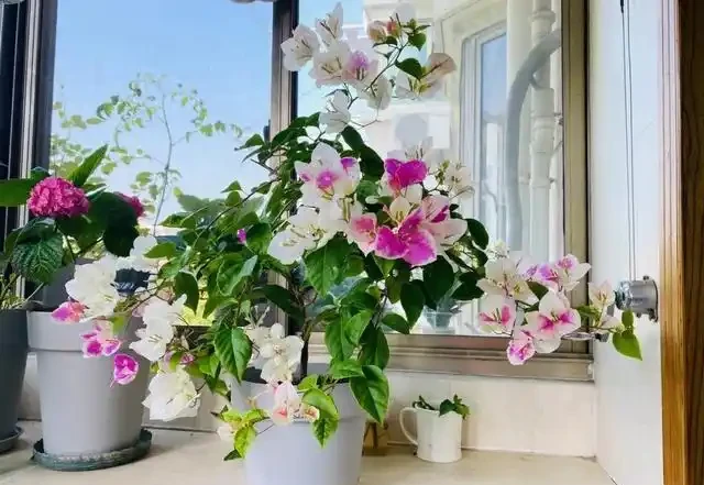 有「2種花」,月月開花,顏色美花量大,開成花樹,很適合養陽臺
