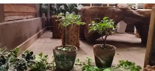 有「2種花」,月月開花,顏色美花量大,開成花樹,很適合養陽臺