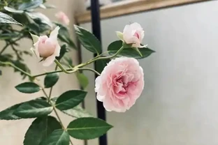 有「2種花」，月月開花，顏色美花量大，開成花樹，很適合養陽臺