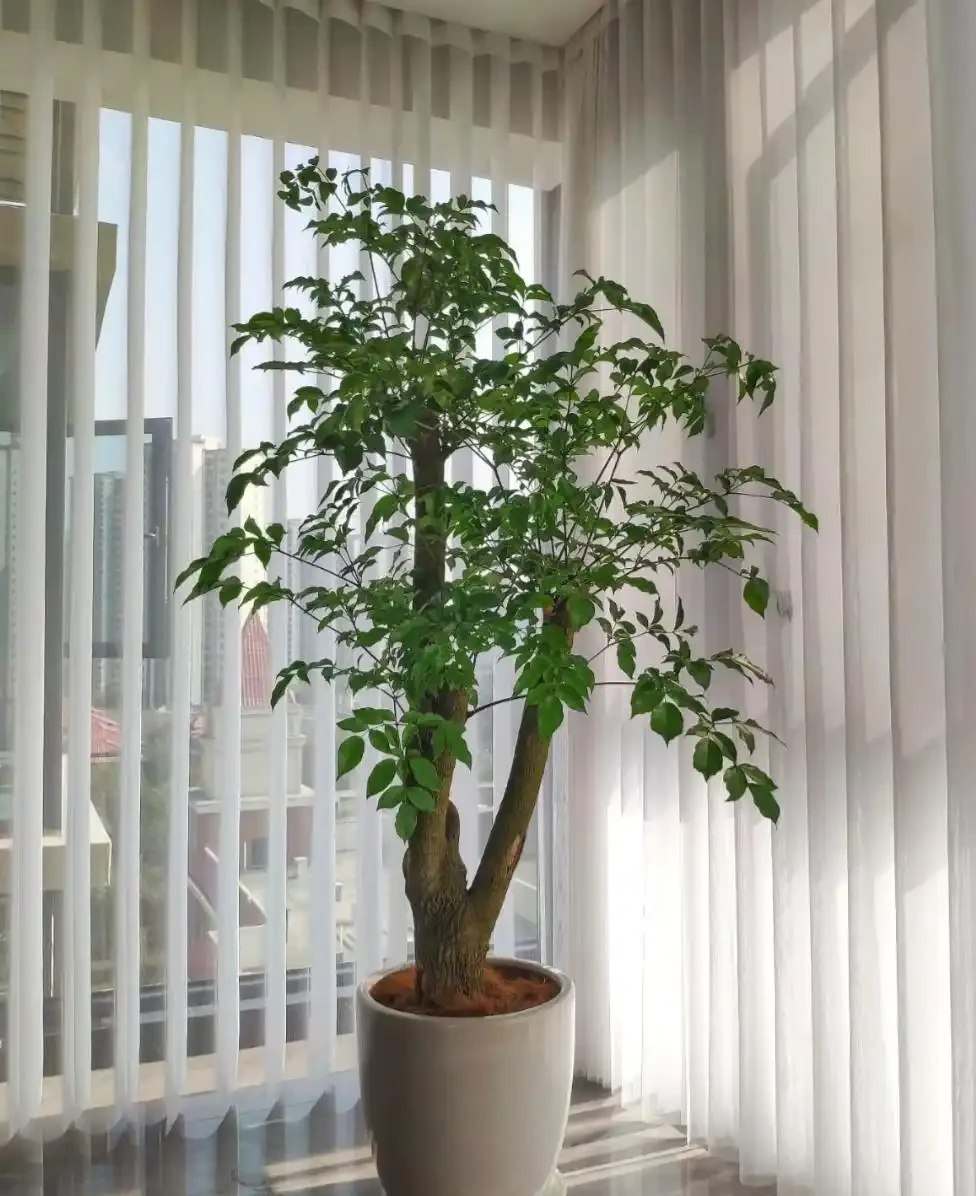 我在家裡養了棵「幸福樹」,整整五年,幸福感與日俱增