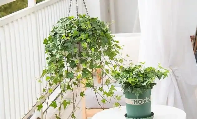 十大最旺家庭陽臺綠植
