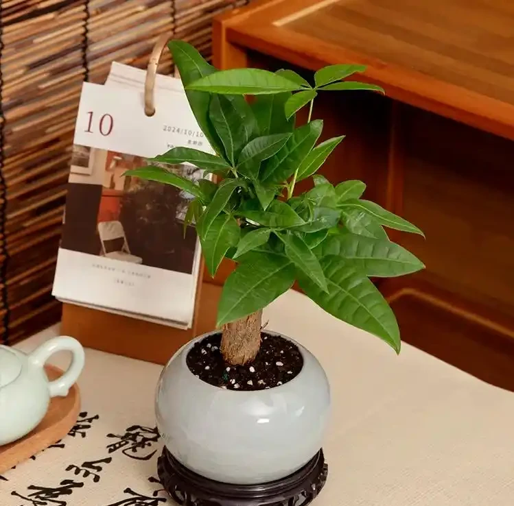 發財樹買回家,記住「1修、1少、1勤」,猛長根,不黃葉