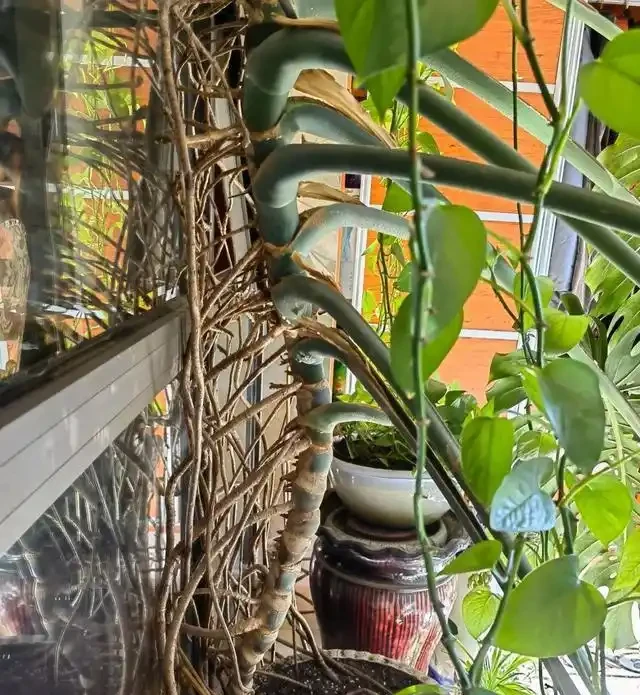 龜背芋長得慢？四招讓它「瘋長」，輕鬆養成粗壯老樁！