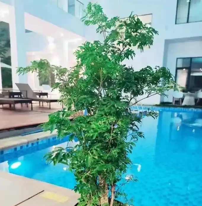 10種適合在客廳養的「大」綠植,鎮宅又養眼,淨化能力也很強