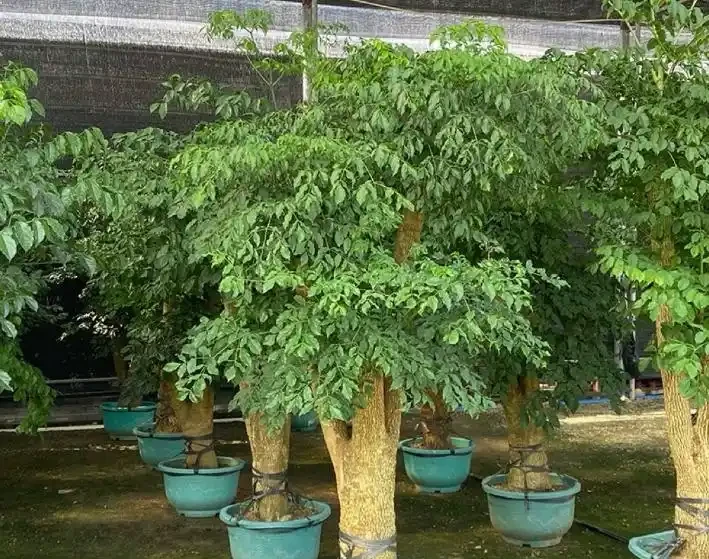 10種適合在客廳養的「大」綠植,鎮宅又養眼,淨化能力也很強