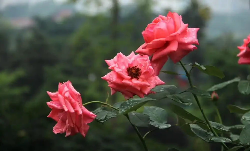 玫瑰花換盆後黃葉、不發新枝?別急,這幾招讓你秒變養花達人!