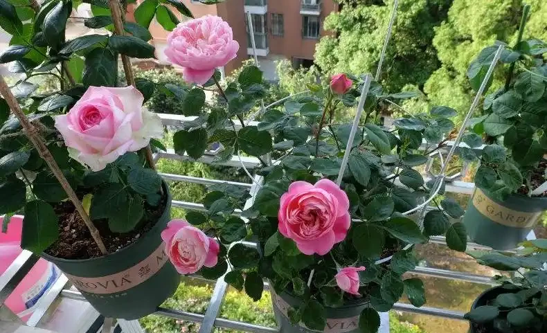 玫瑰花換盆後黃葉、不發新枝?別急,這幾招讓你秒變養花達人!