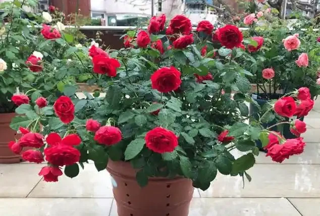 玫瑰花換盆後黃葉、不發新枝?別急,這幾招讓你秒變養花達人!