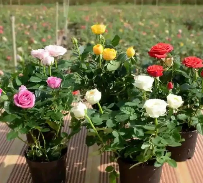 玫瑰花換盆後黃葉、不發新枝?別急,這幾招讓你秒變養花達人!