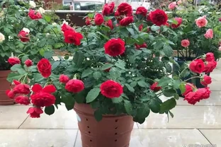 玫瑰花換盆後黃葉、不發新枝？別急，這幾招讓你秒變養花達人！