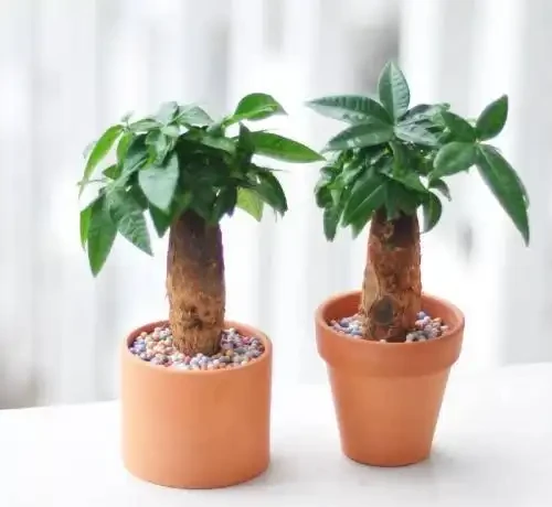 發財樹多久澆一次水最合適