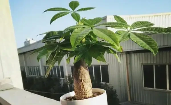 發財樹多久澆一次水最合適