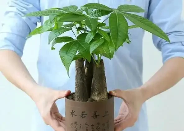 發財樹多久澆一次水最合適