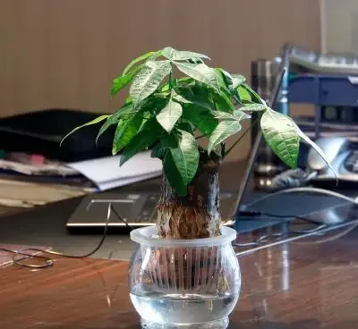 發財樹多久澆一次水最合適