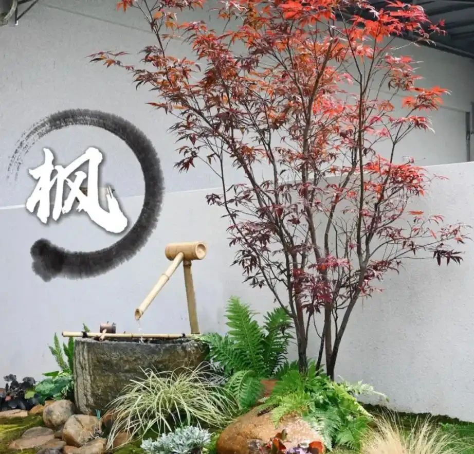 「院中種5樹，兒孫一直富」，適合種在院子的5種樹，看看你家有嗎
