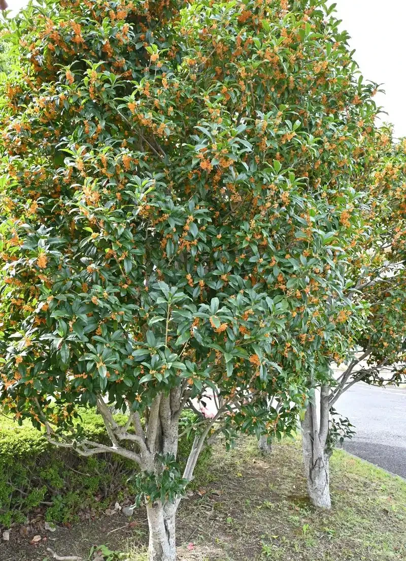 花樹品種排名前十