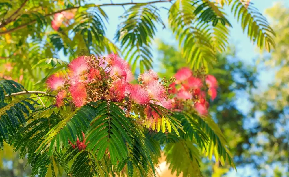 花樹品種排名前十