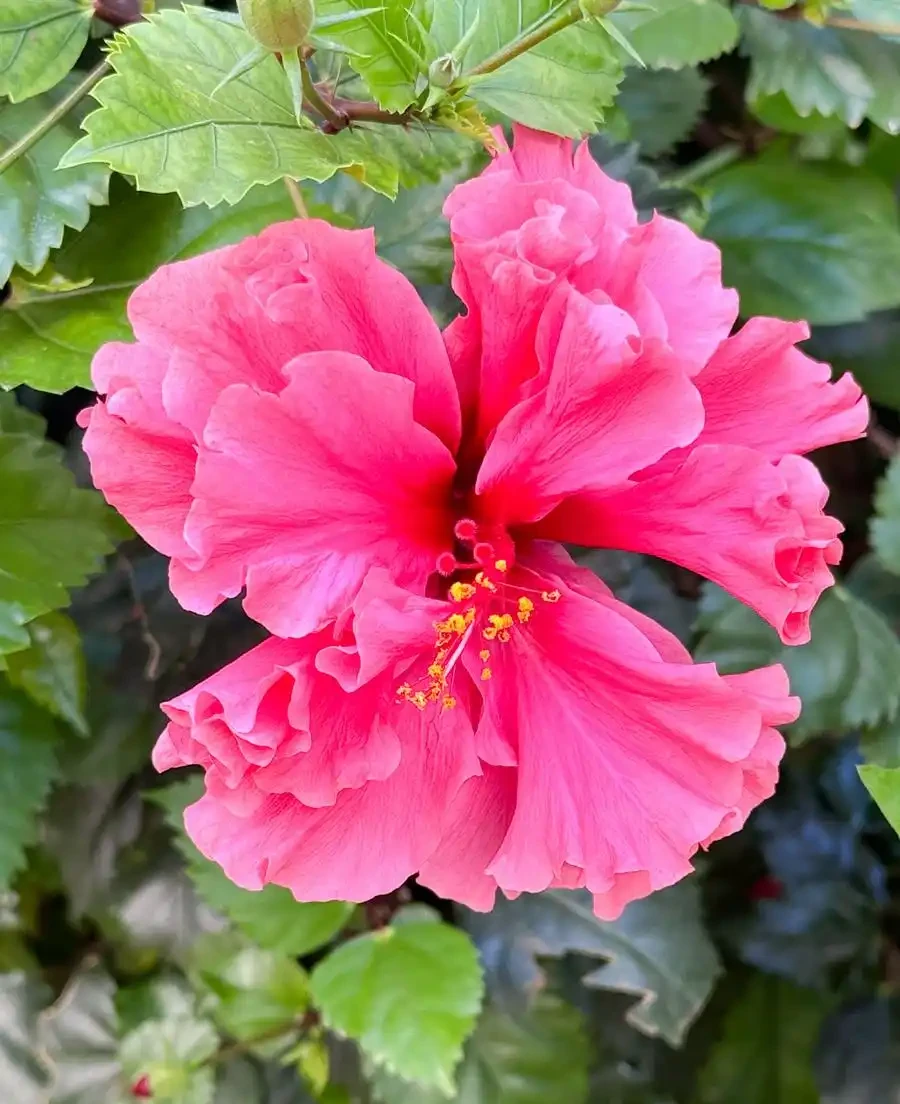 花樹品種排名前十