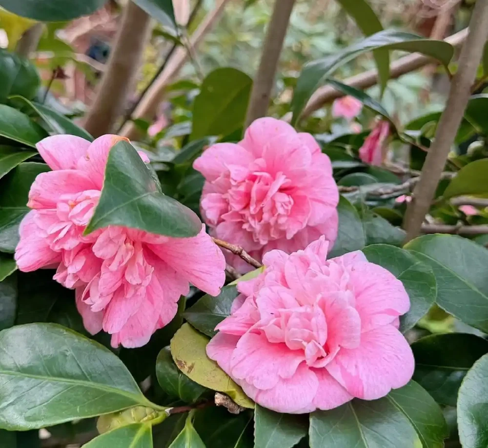 福建一戶人家一棵養了50年的茶花，1.6W賣了，好可惜
