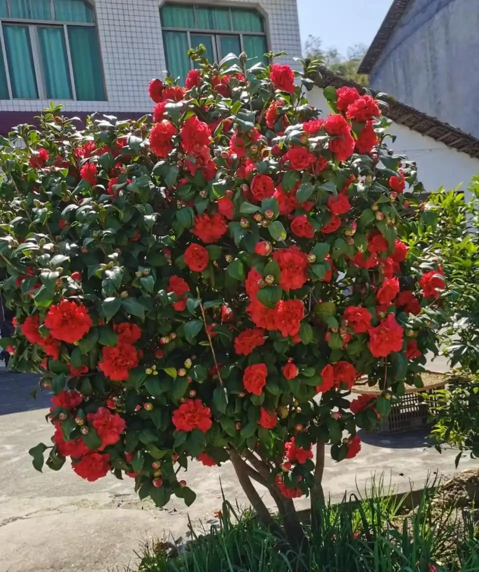 福建一戶人家一棵養了50年的茶花，1.6W賣了，好可惜